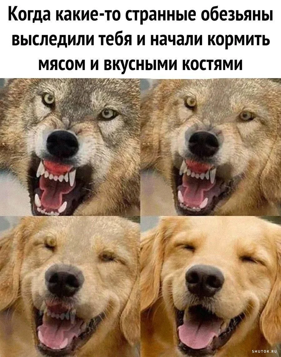 Весёлые мемы для поднятия настроения