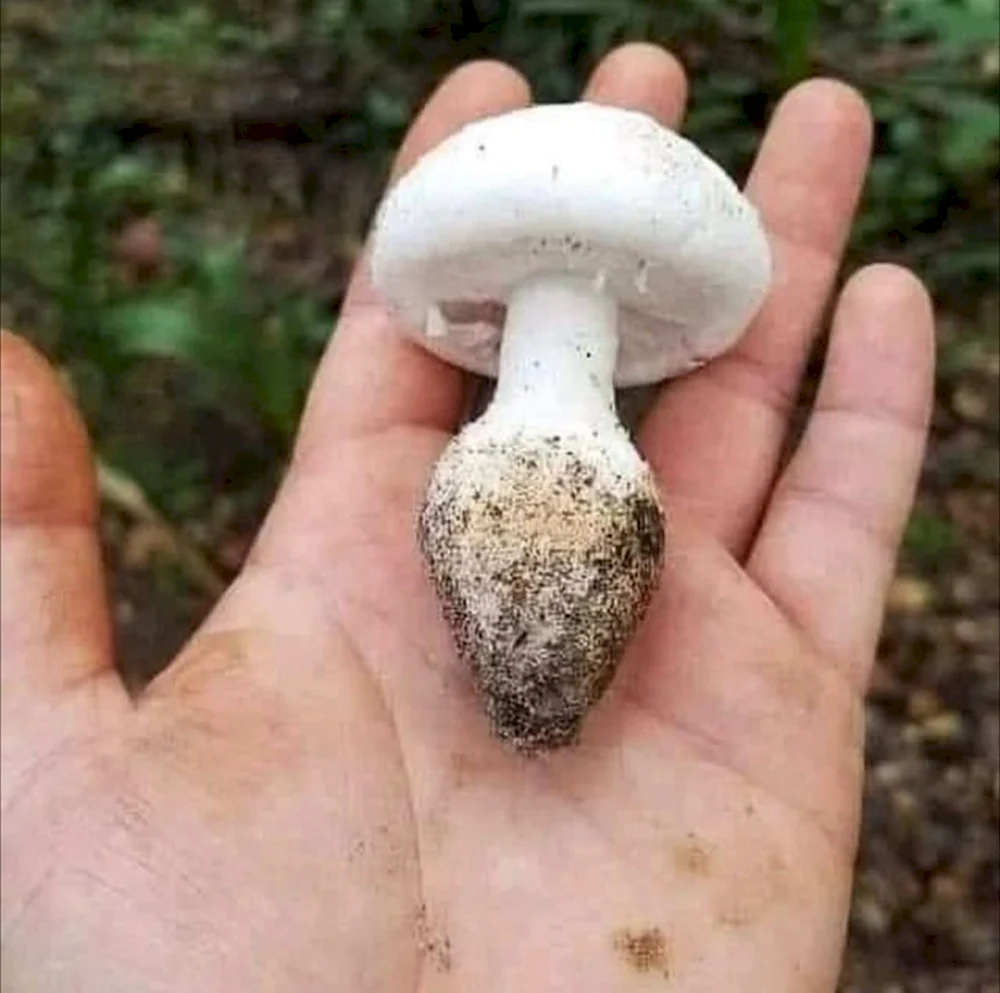 Весёлый гриб шампиньон
