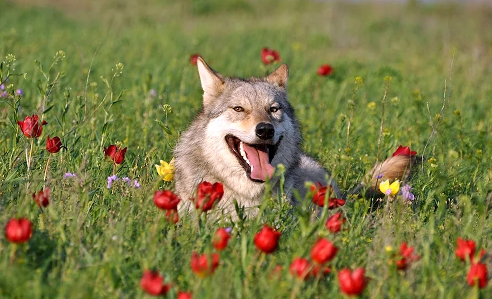 Веселый волк