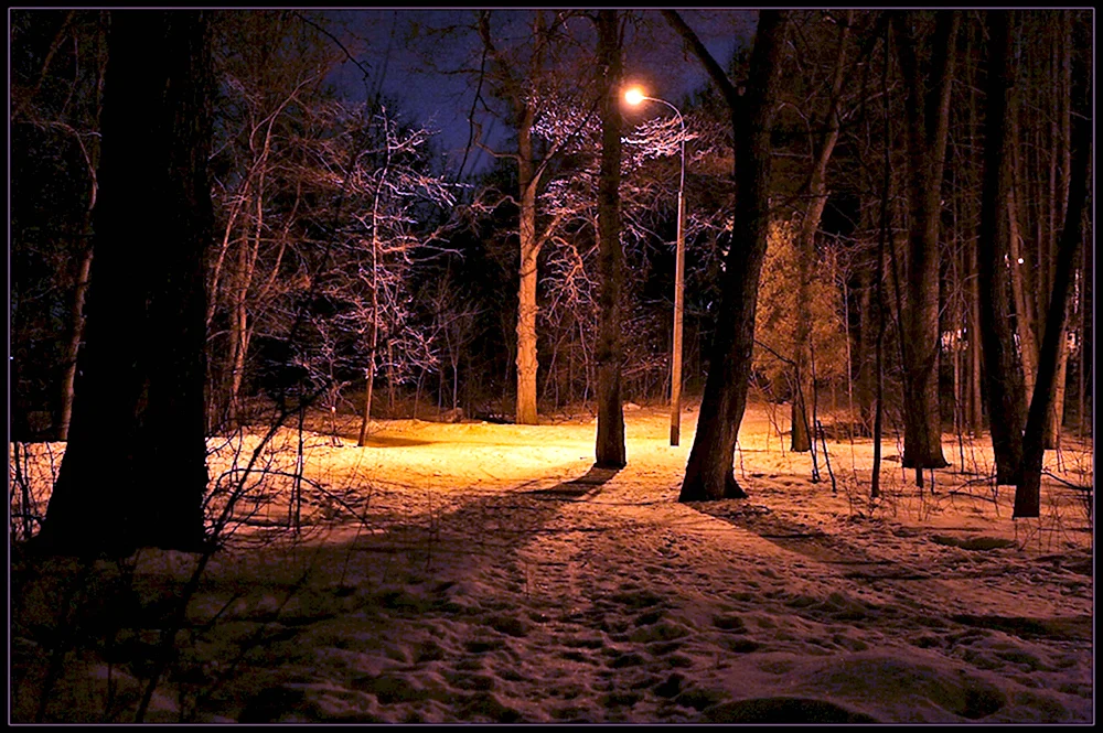 Весенний лес ночью