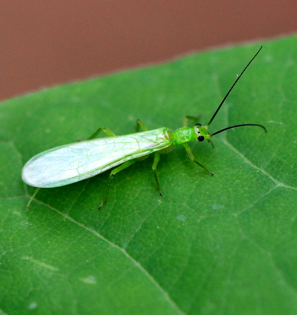 Веснянки Plecoptera личинка