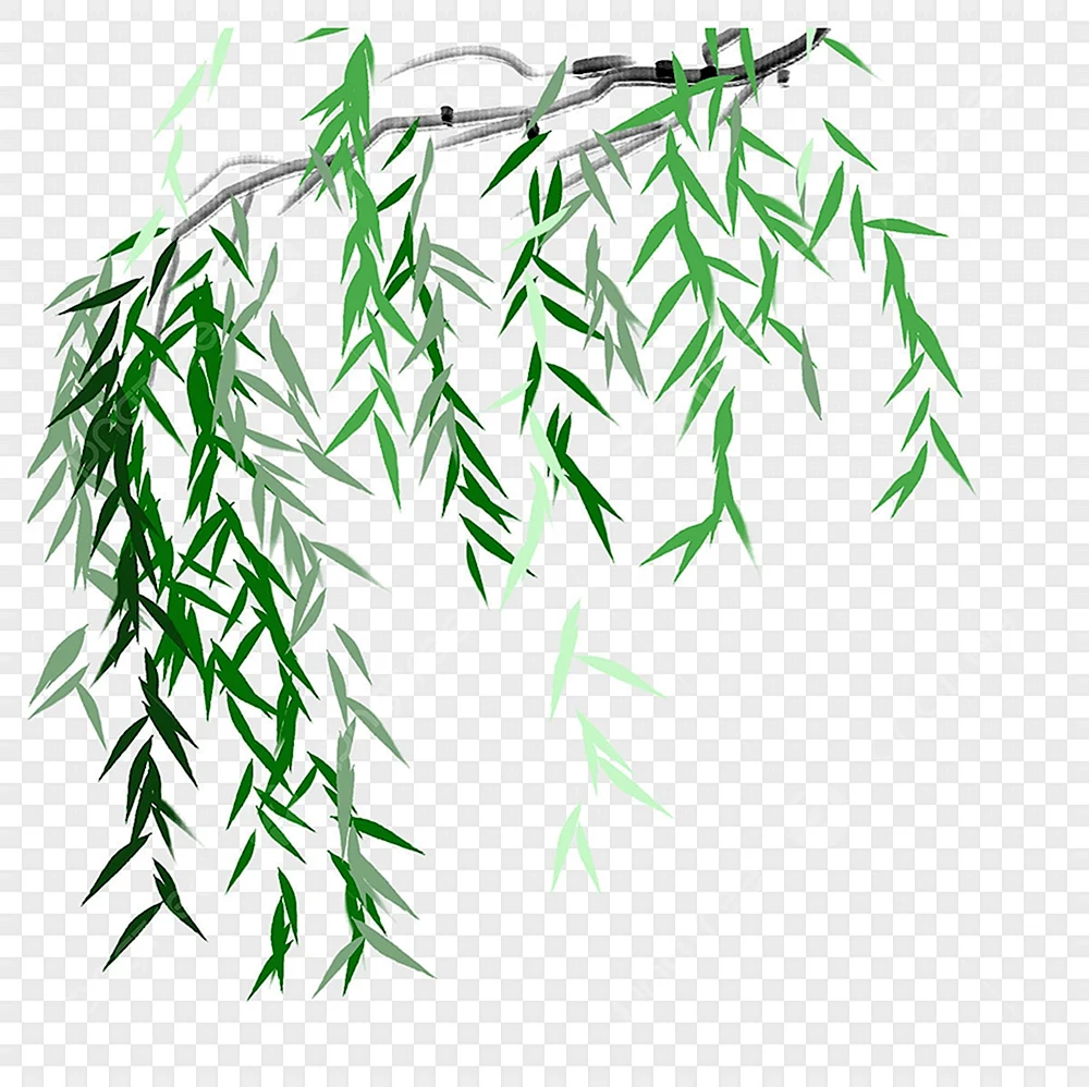 Ветви плакучей ивы