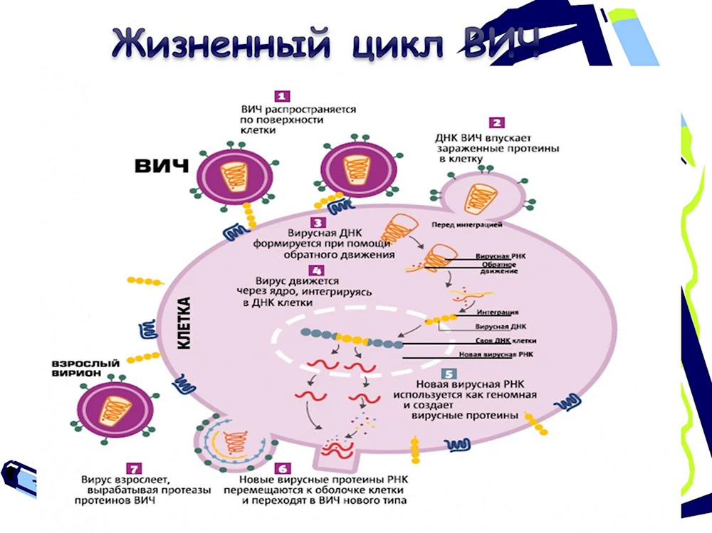 ВИЧ поражает клетки иммунной системы