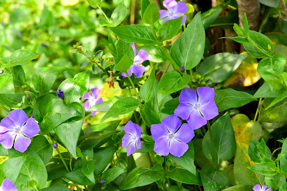 Vinca Major