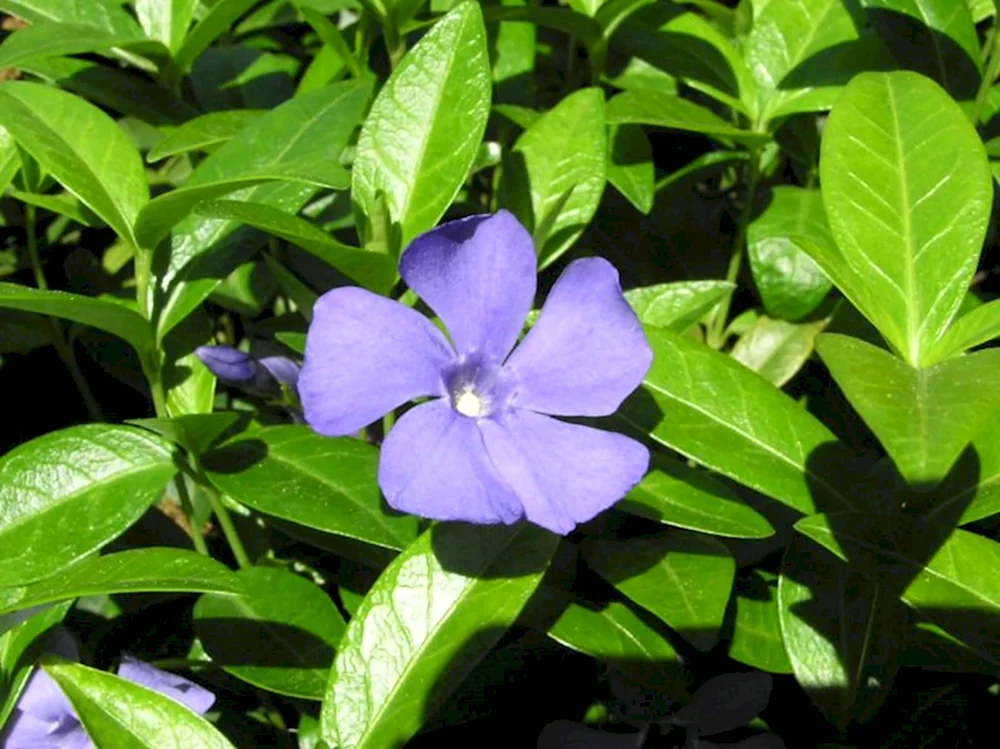 Vinca Minor lesser Periwinkle