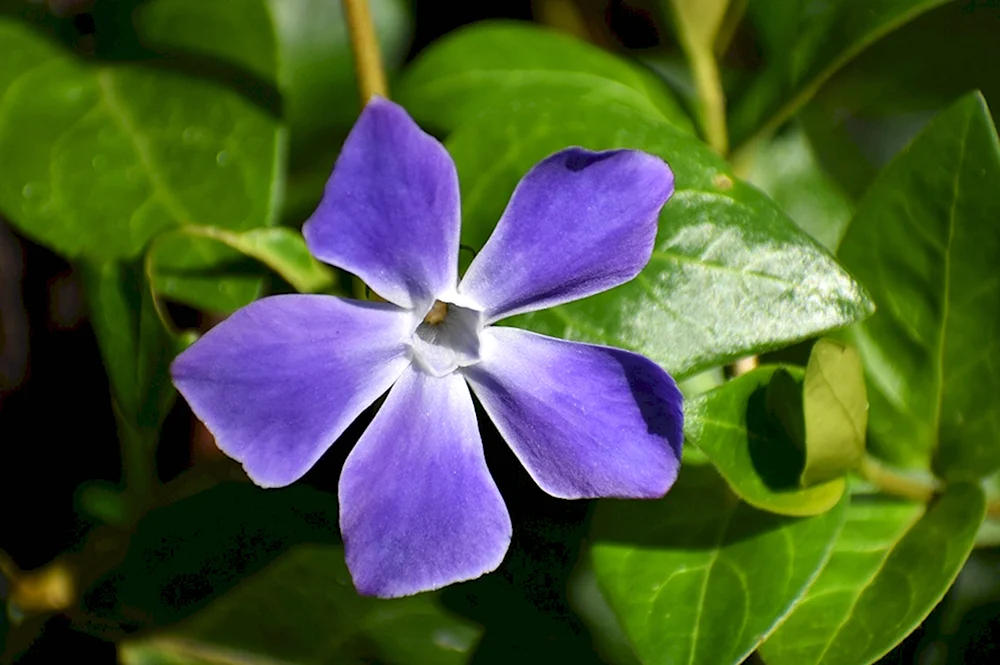 Vinca Minor соцветие