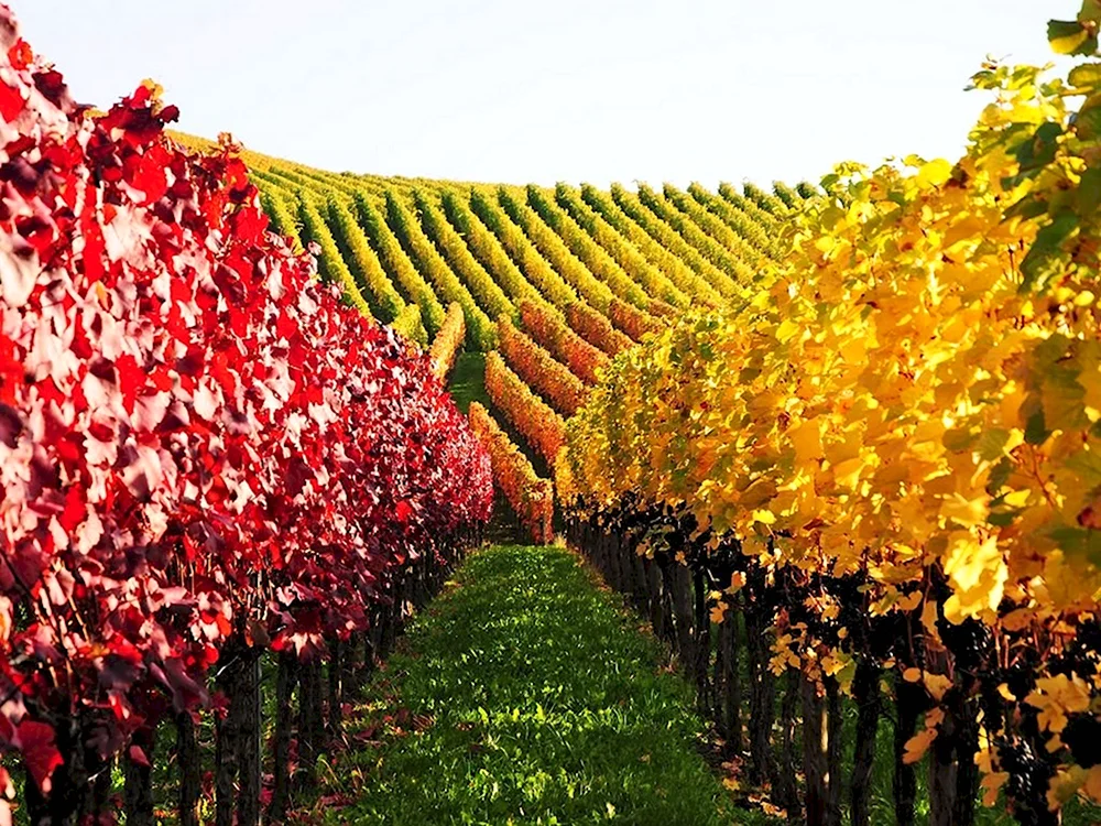 Виноград Австралии