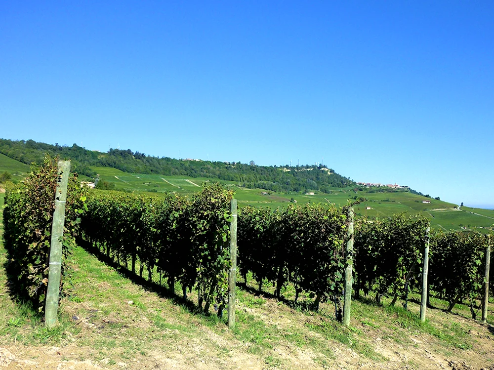 Виноградная лоза Италия