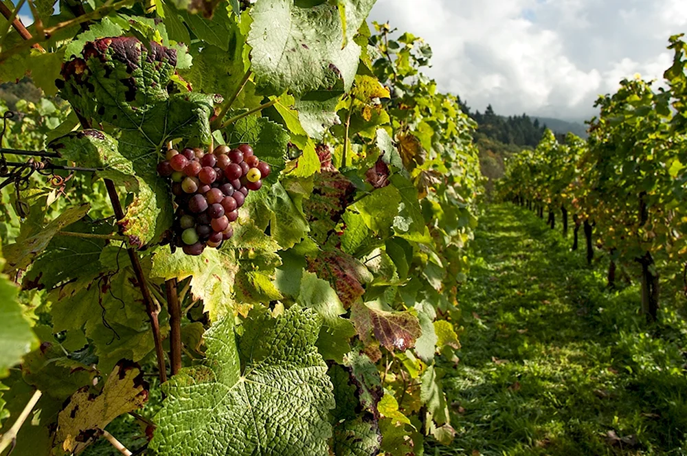 Виноградная лоза плантации