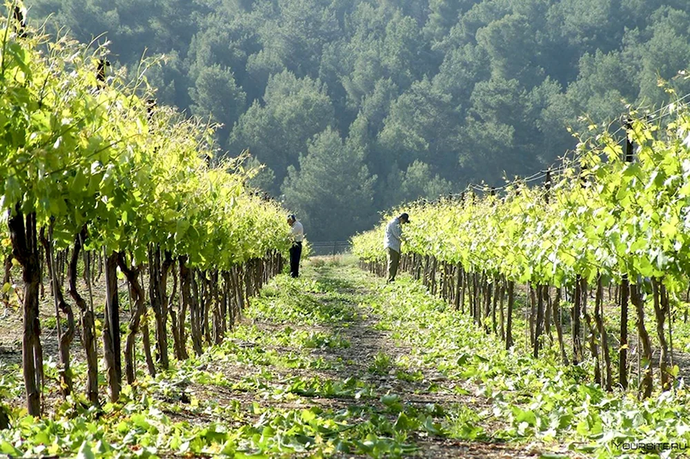 Виноградная плантация Израиль