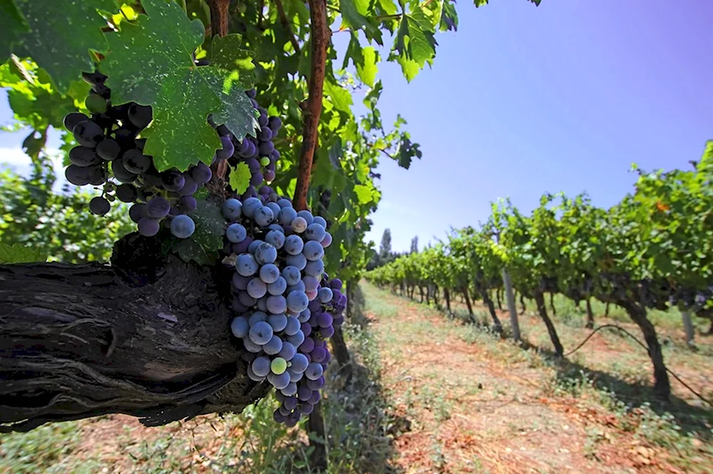 Виноградная плантация Турция