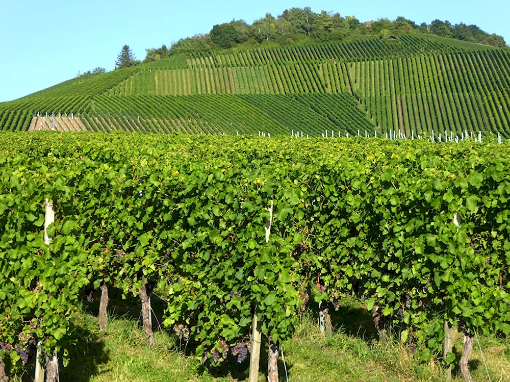 Виноградник Италии зеленый