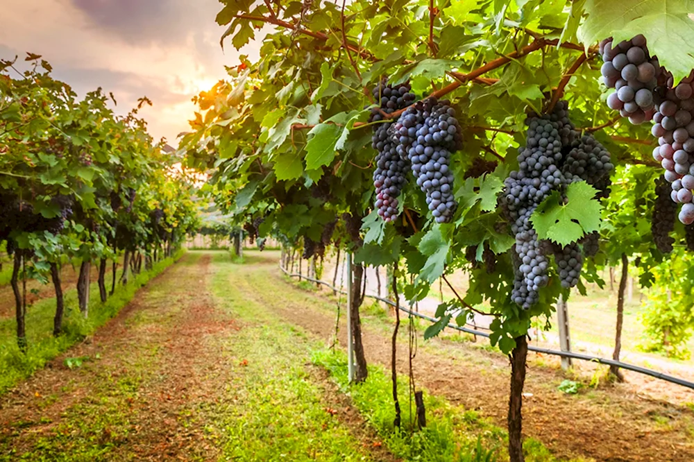 Виноградники Тосканы виноград