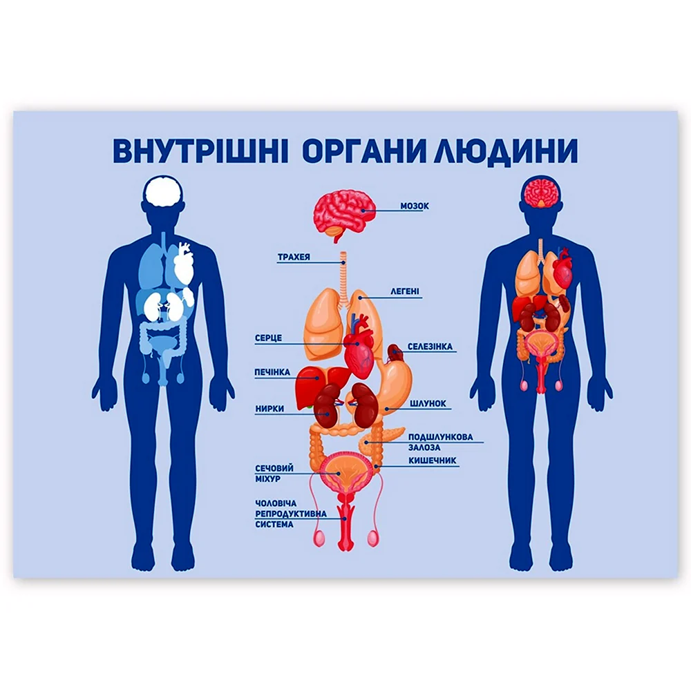 Внутренние органы человека