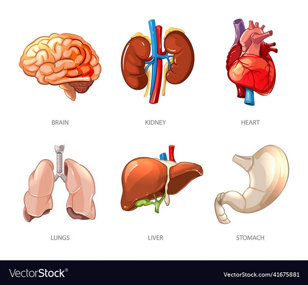 Внутренние органы человека по отдельности