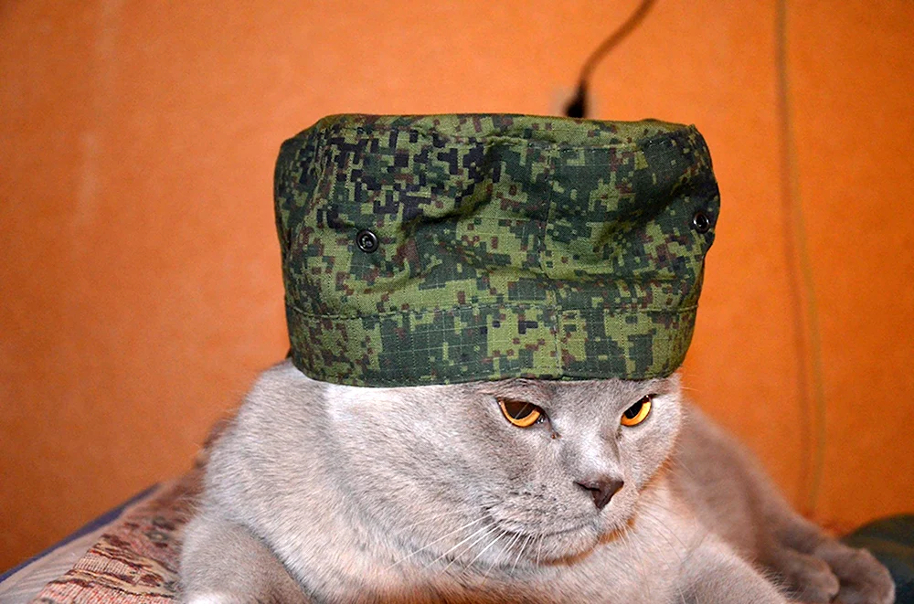 Военные коты