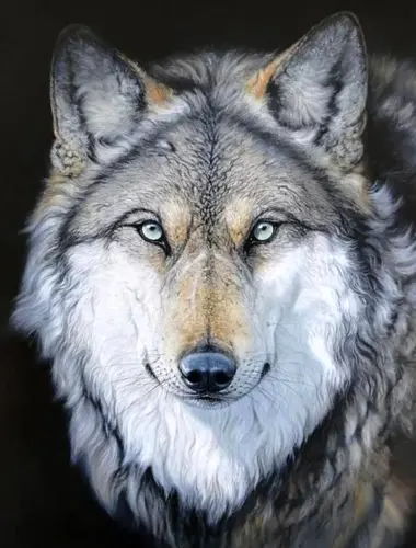 Волк анфас