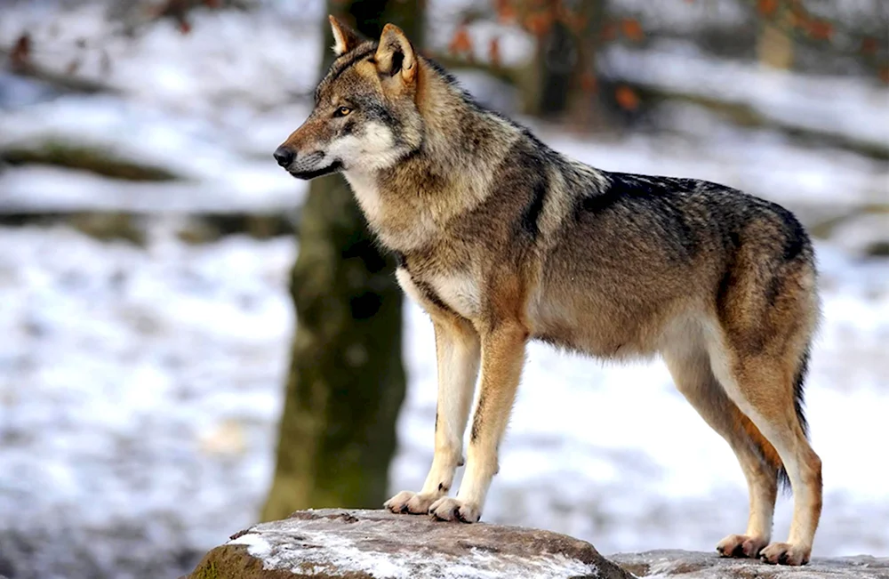 Волк canis Lupus