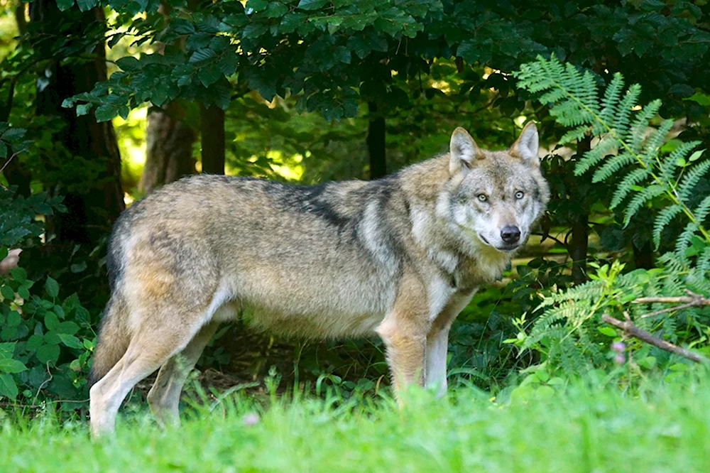Волк обыкновенный canis Lupus