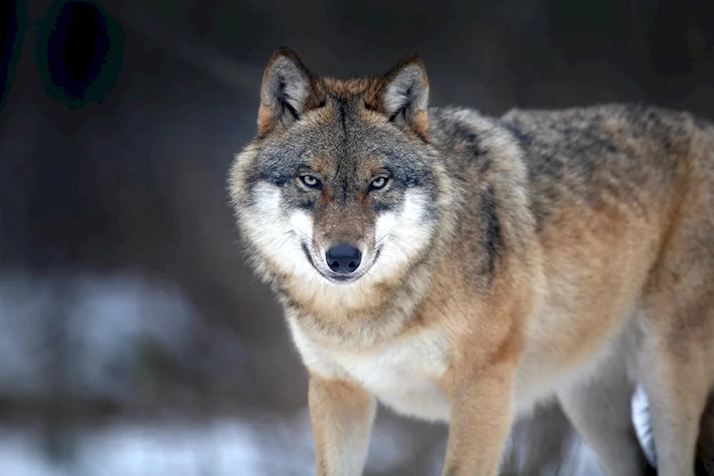 Волк обыкновенный canis Lupus