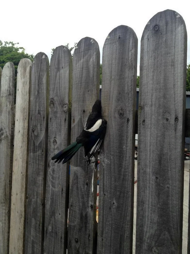 Ворона на заборе
