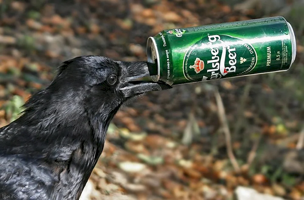 Ворона с пивом