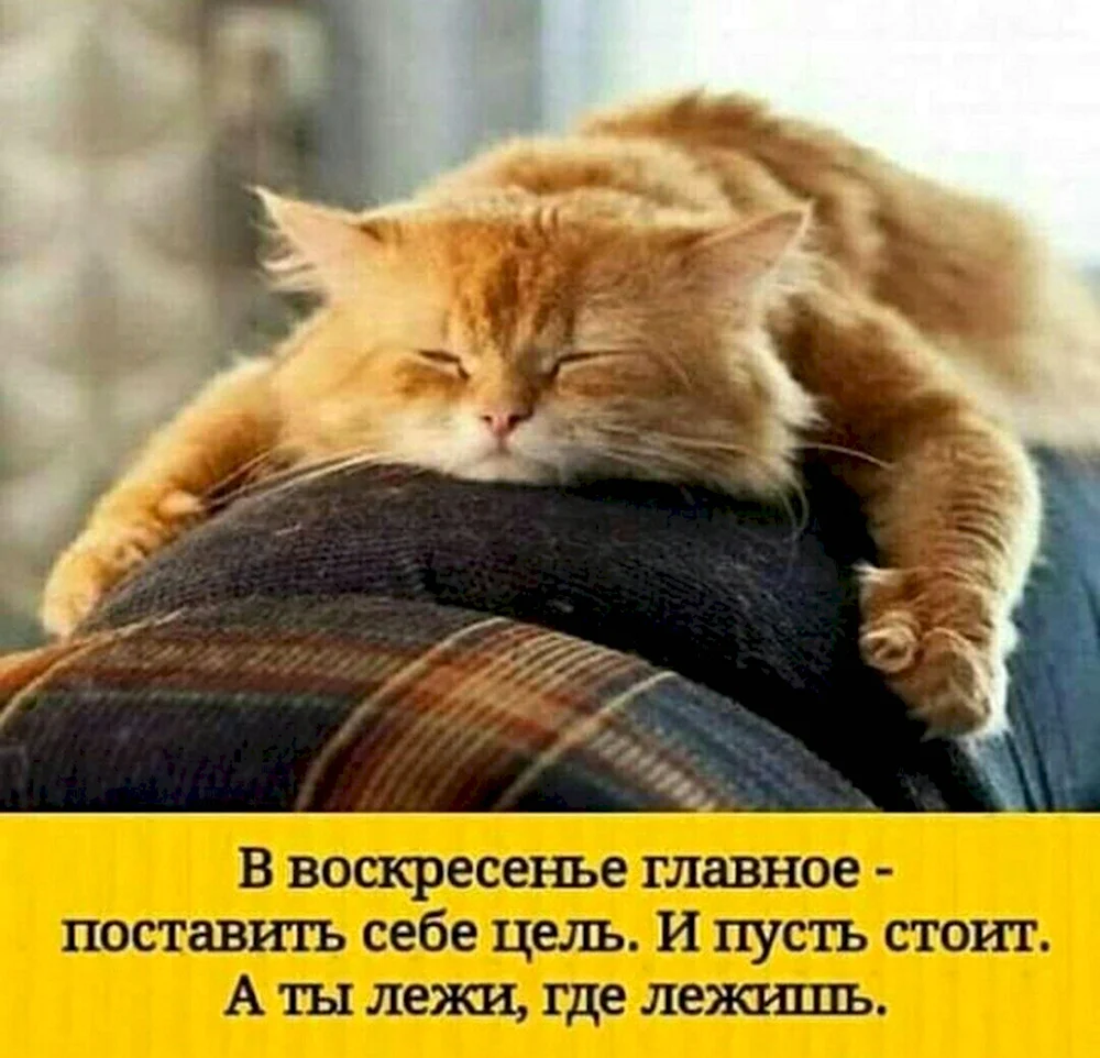 Воскресенье кот