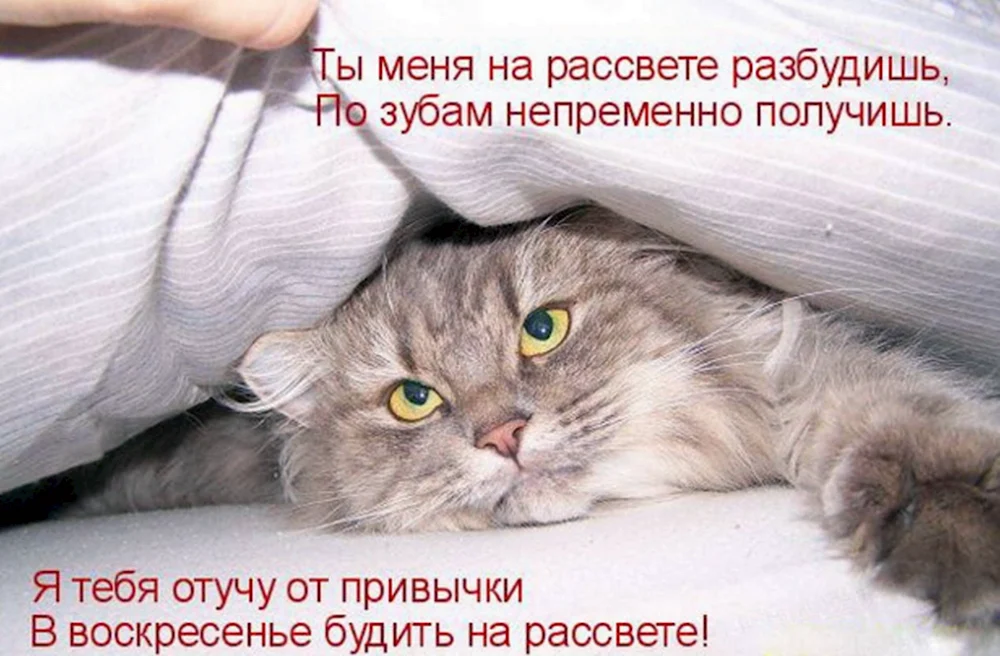 Воскресенье кот