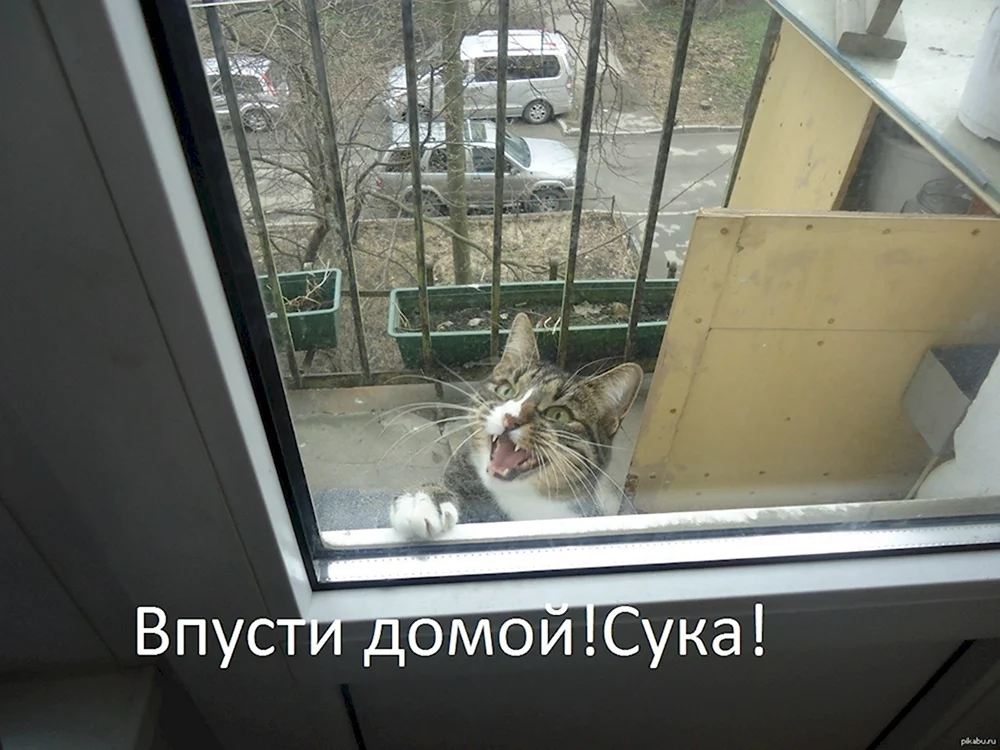 Впустите кота