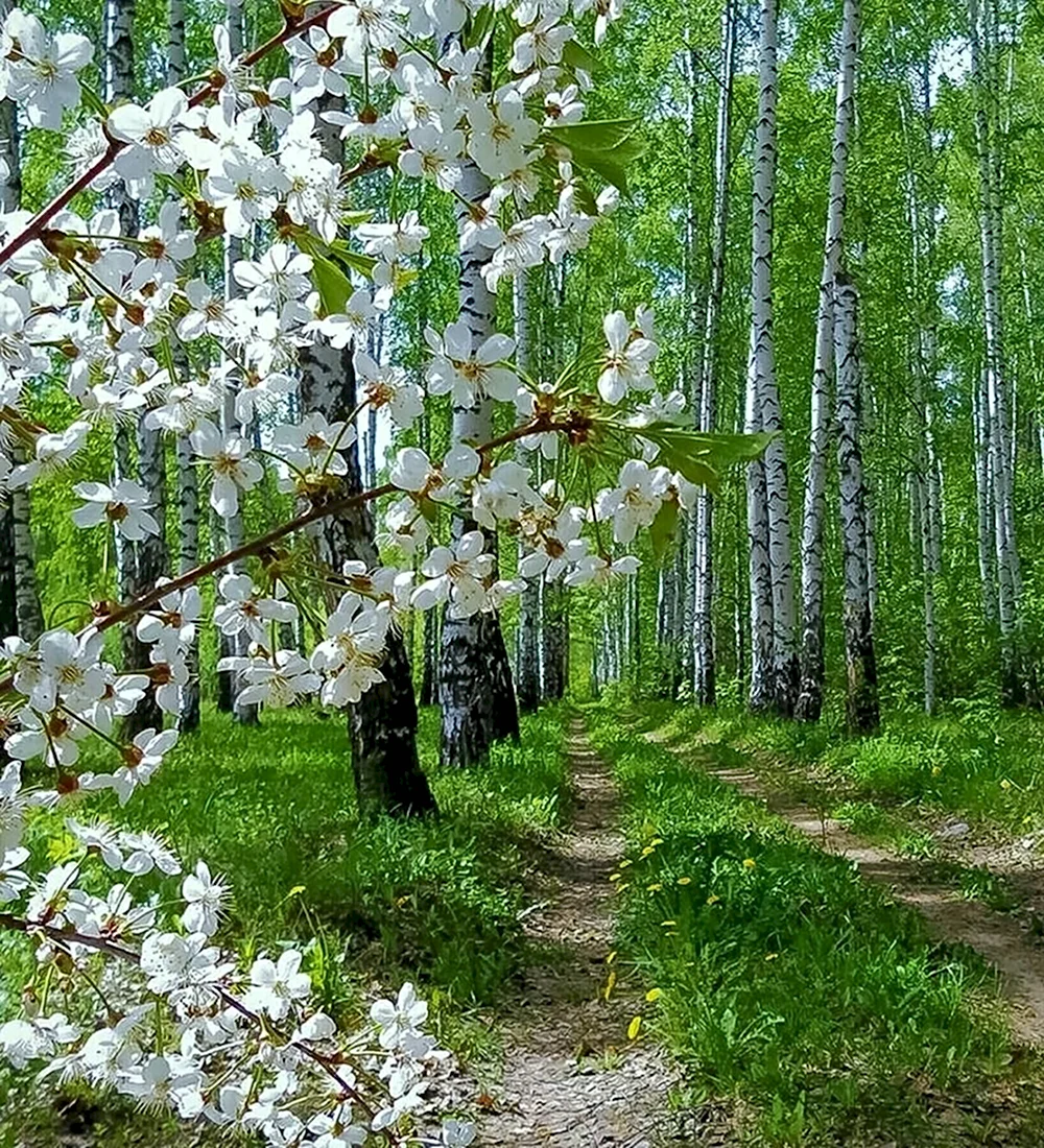 Время года Весна