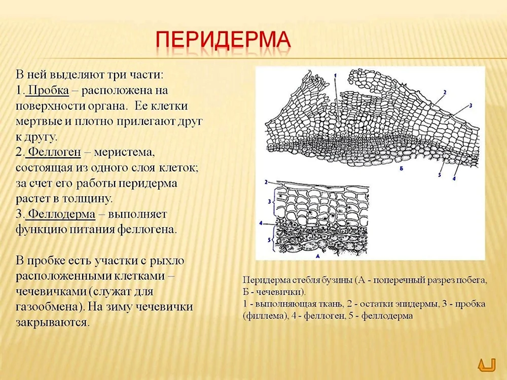 Вторичная покровная ткань перидерма