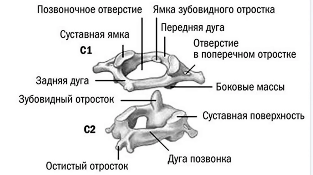 Второй шейный позвонок Атлант строение