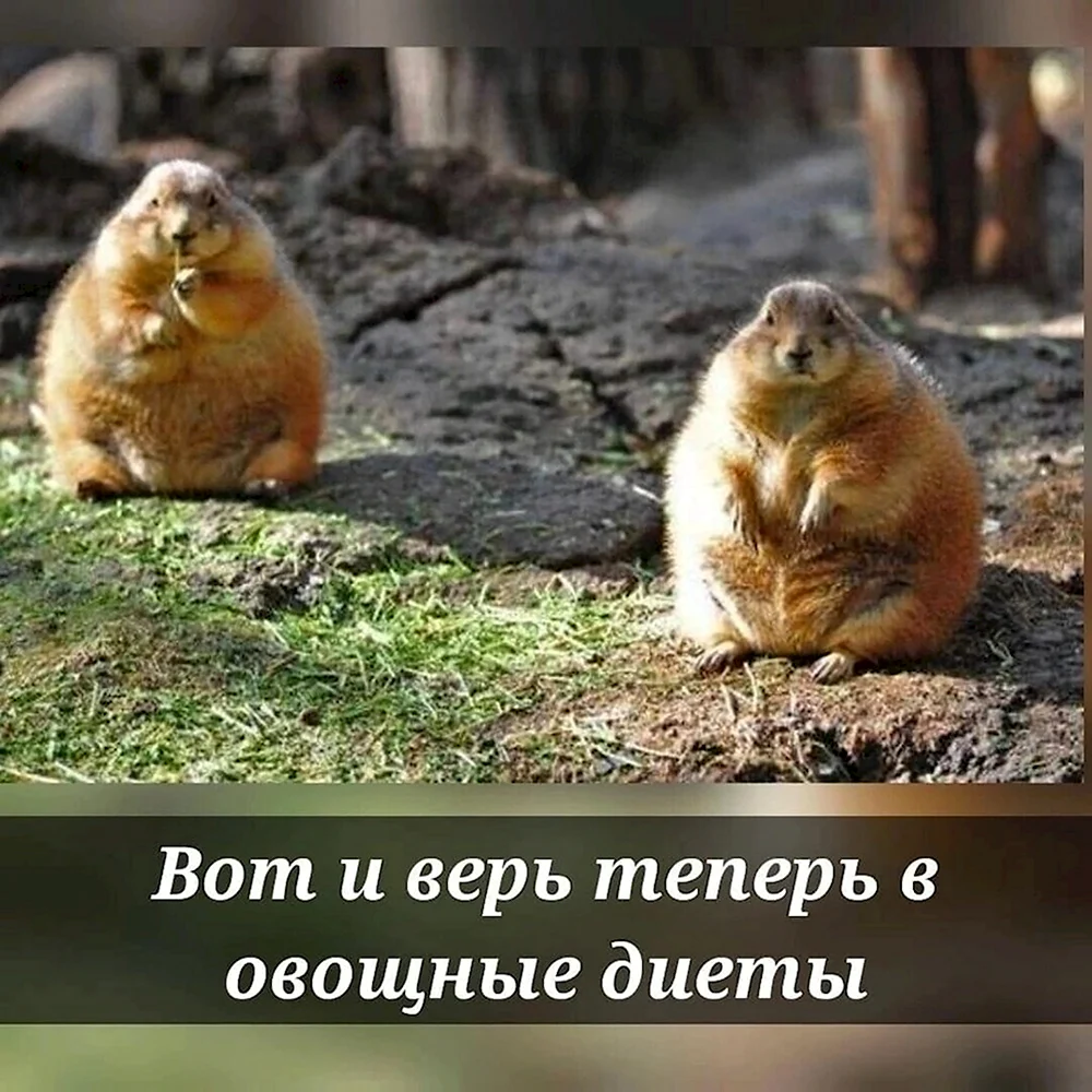 Вы еще верите в овощные диеты