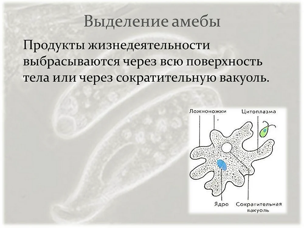 Выделение амебы Протей