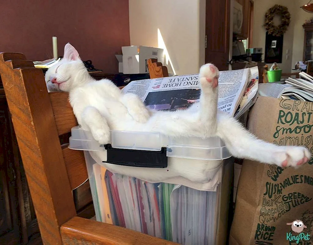 Выходные кот