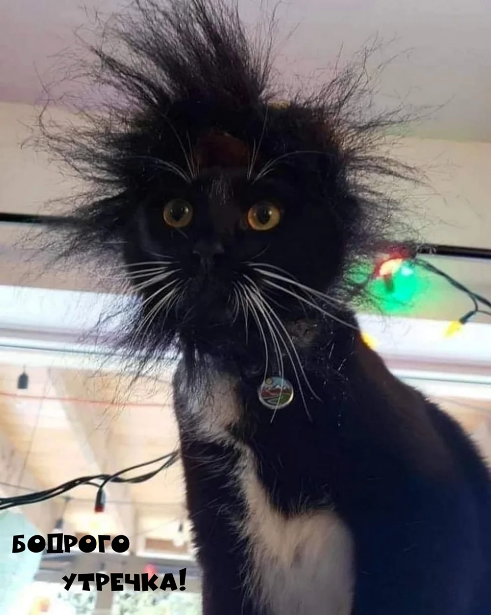 Взъерошенный кот
