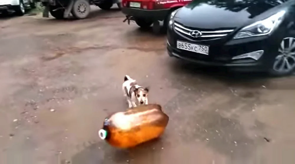 Взрыв пивной кеги с собакой