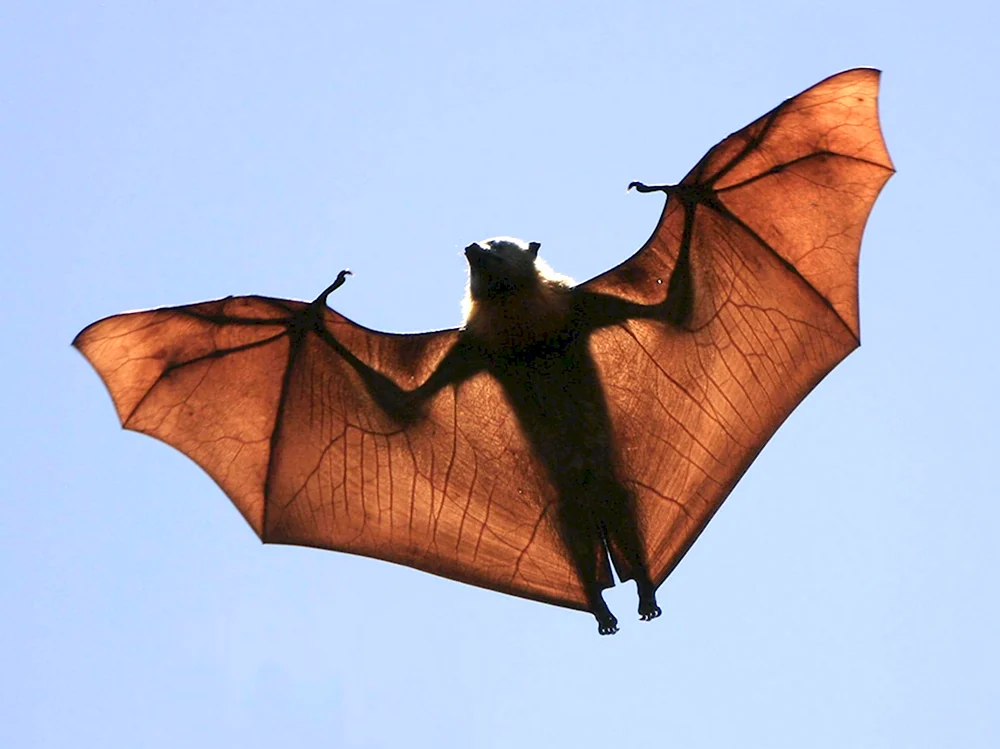 What mammals can Fly