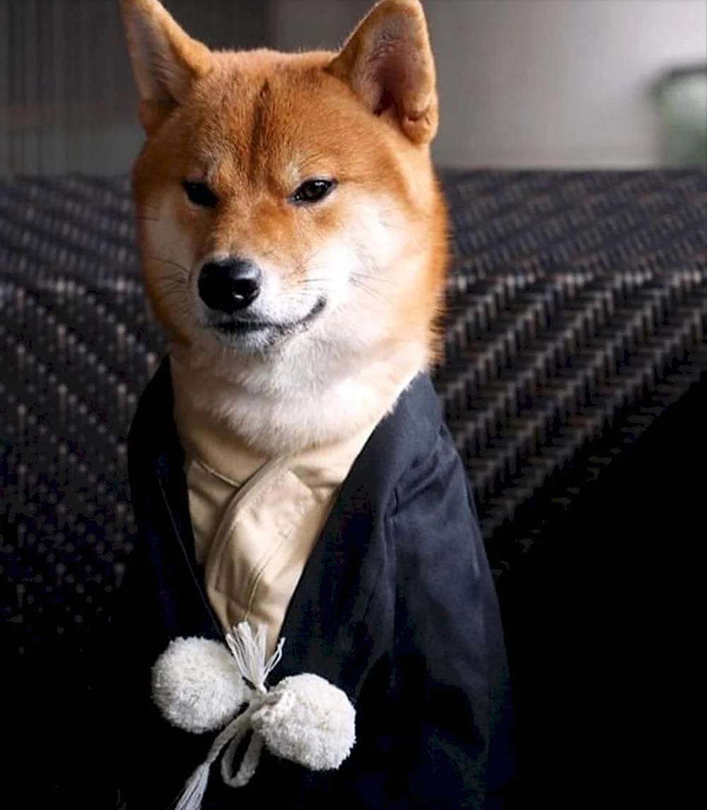 Yakuza Shiba Inu