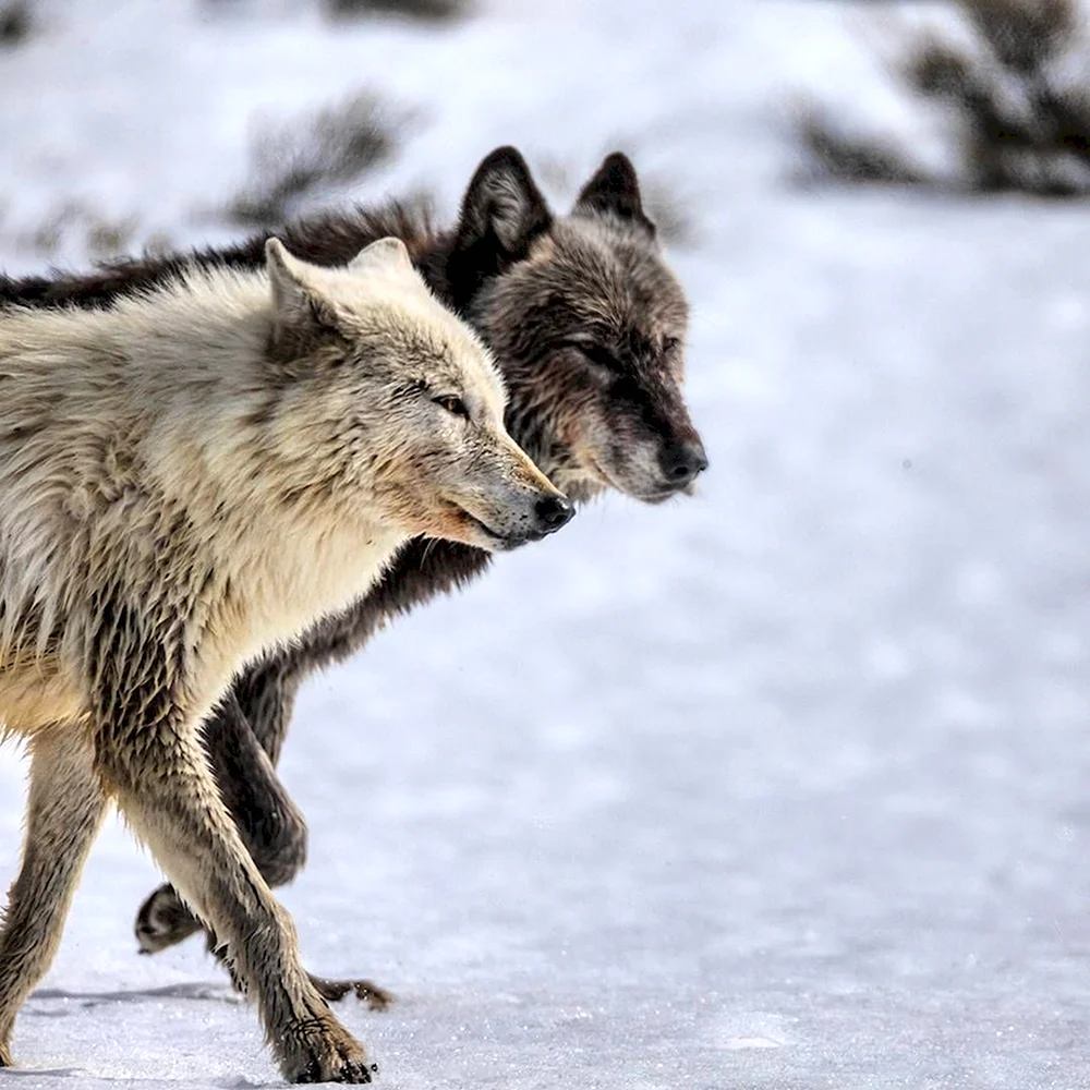 Yellowstone Wolf