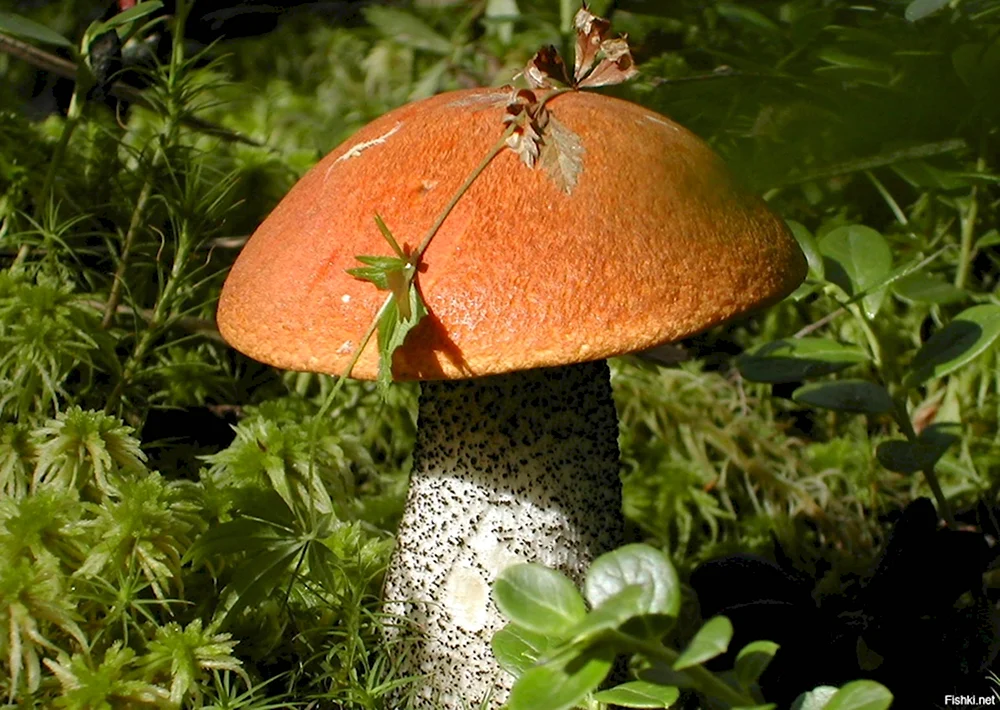 Забавные грибы