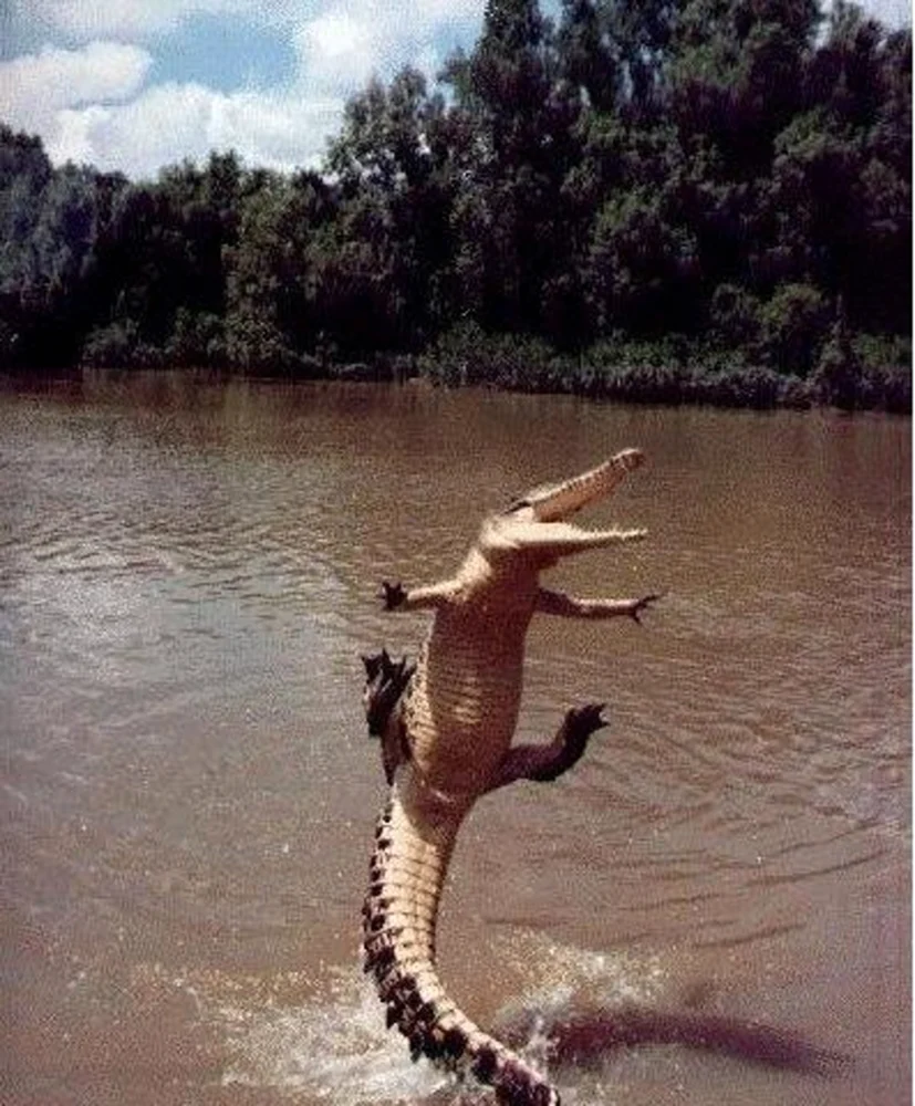 Забавный крокодил