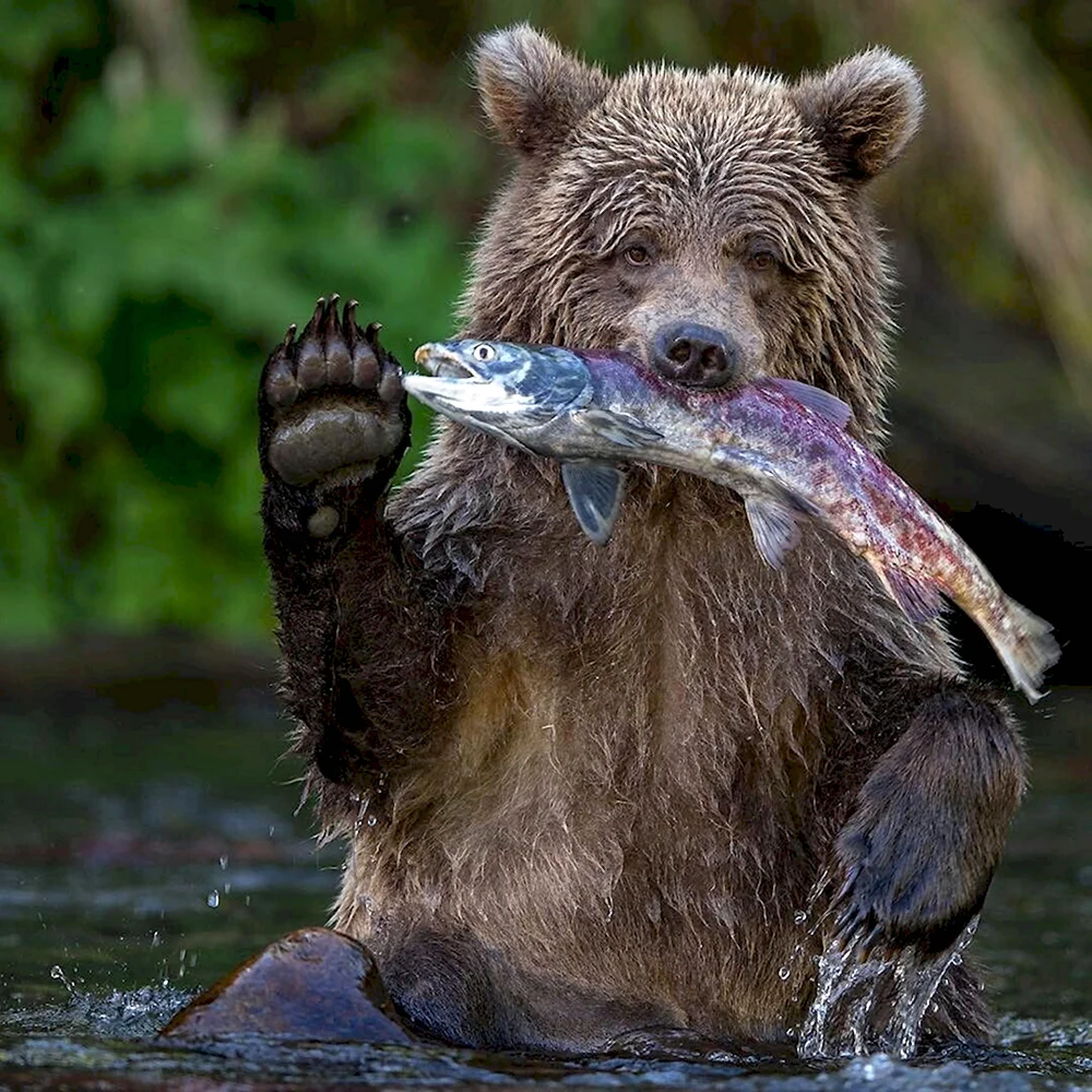 Забавный медведь