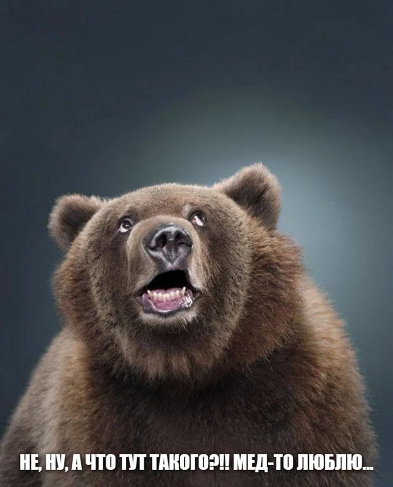 Забавный медведь