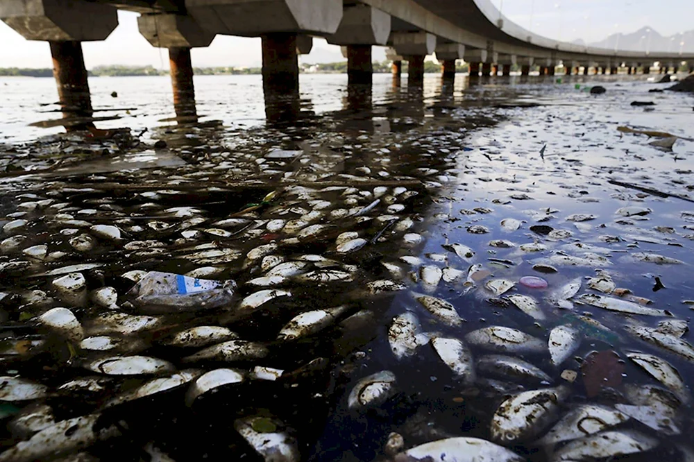 Загрязнение мирового океана химикатами