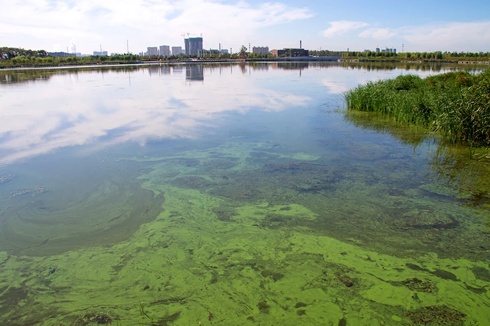 Загрязнённые водоёмы в Челябинске