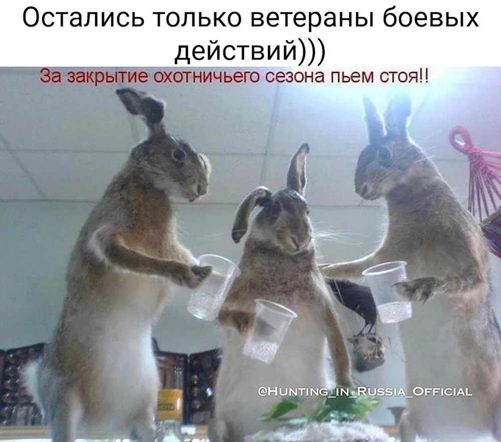 Заяц юмор