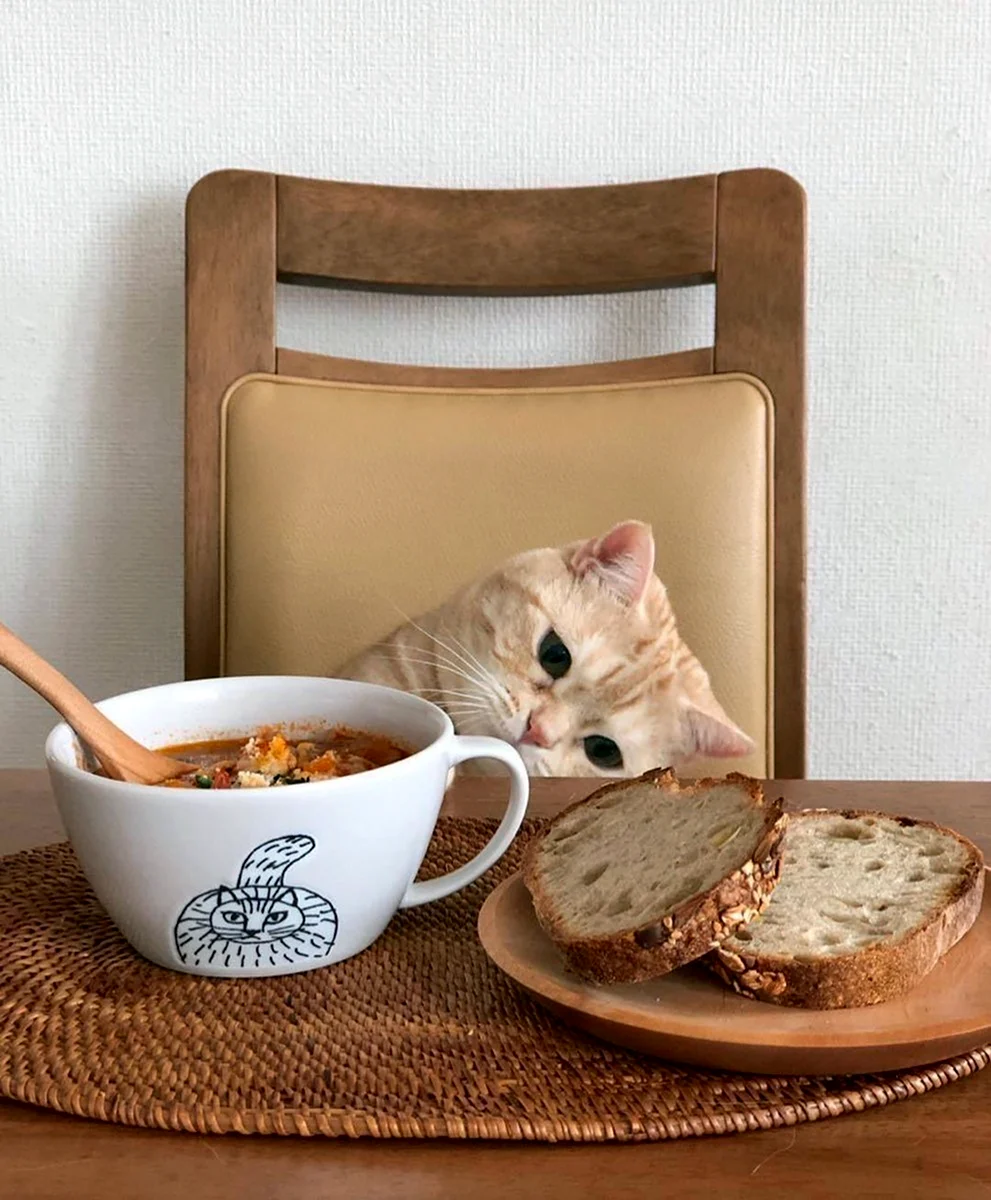 Завтрак с котиками