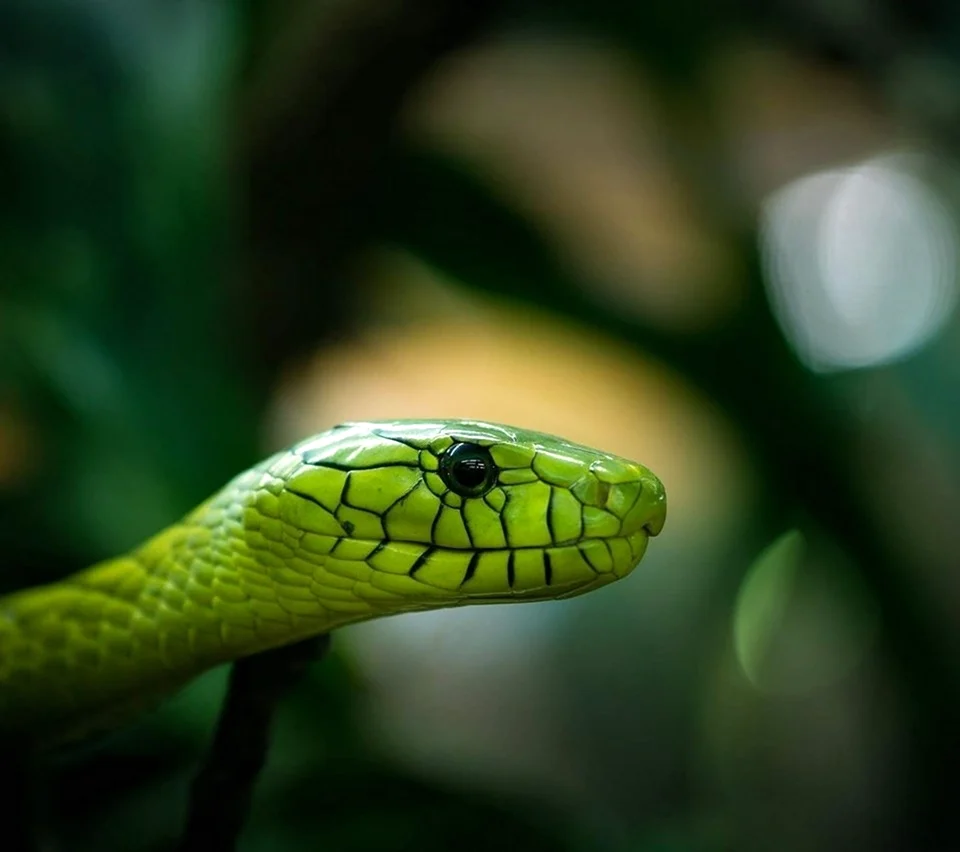 Зеленая Кобра змея