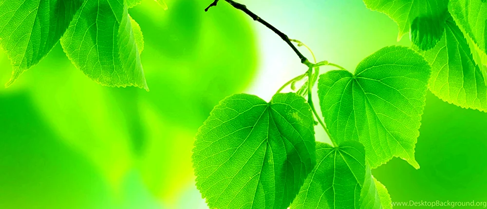 Зеленая листва